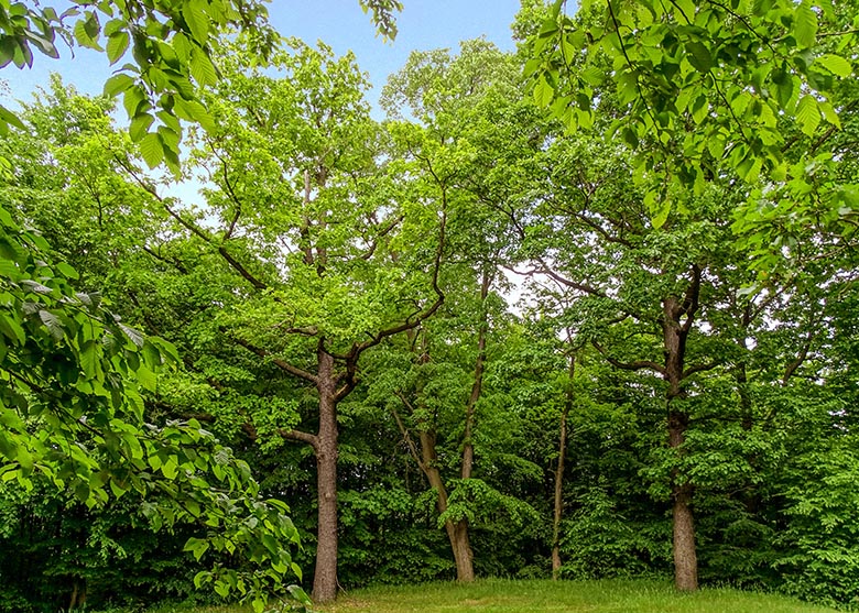 Lichtung