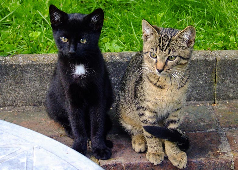 Katzen